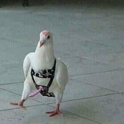 BirdDick