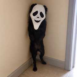 ghostdog