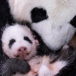 BAO
