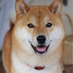 inu