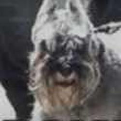 Grokdog / SPCX