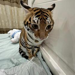 BigTIGR