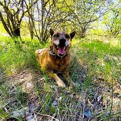 TRENCHESDOG