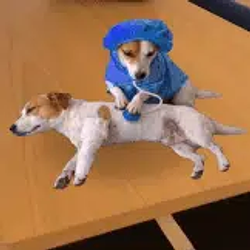 RDOG