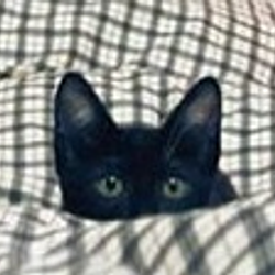 lolcat