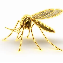 Mosquito