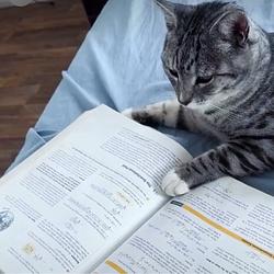 PHDCAT