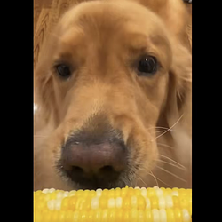 CORNDOG / SOL