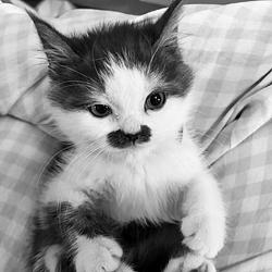 KITLER