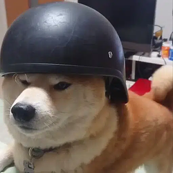 trenchdog