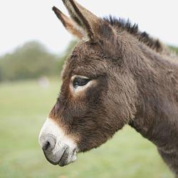 DONK