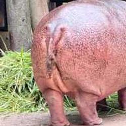 MOOBUTT