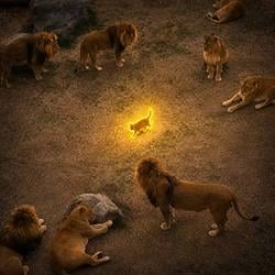 ALPHA / SOL