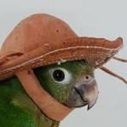 Bird Wif Hat logo