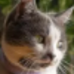 BASIL
