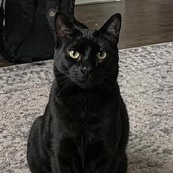 Ollie