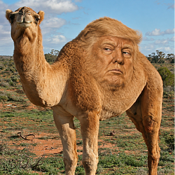 TrumpHump