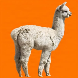 ALPACA