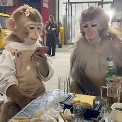 BARBECUE🐒