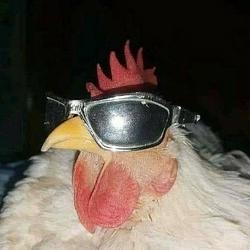 COCK