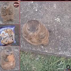 cookie