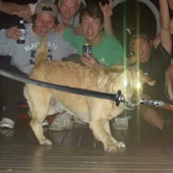 dogtana / SOL