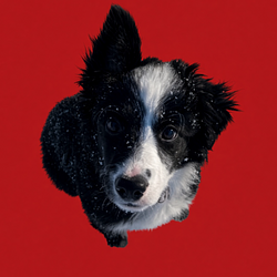 The GME Dog