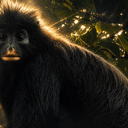 Colobus / SOL