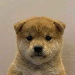 WUF