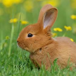 RABBIT