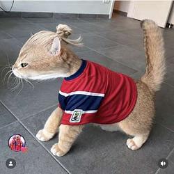 哈兰猫 / BNB