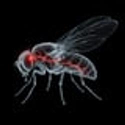 FLYPAIN