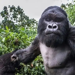 PUNCHAPE