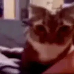 tcat