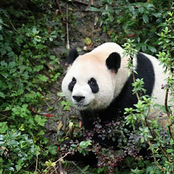 PandaXi