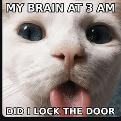 GOONINGCAT / SOL