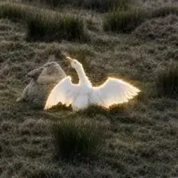 Goose