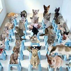 猫咪学院 / BNB