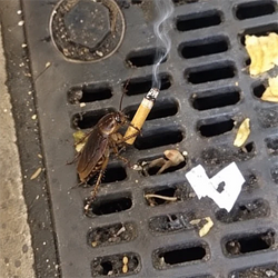 roach / WETH