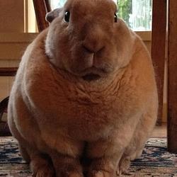 CHONKLET / SOL