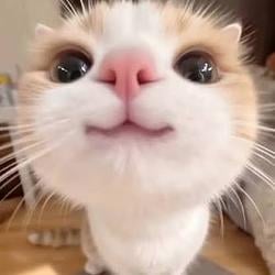 cute