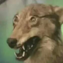 Awoo