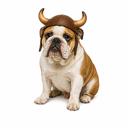 BULLDOG / SOL