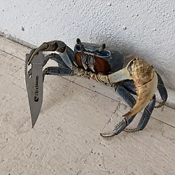 crabbo