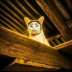 Nong / SOL
