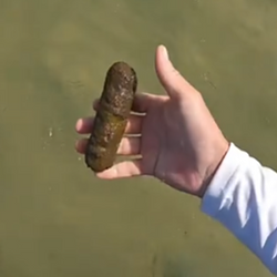 poop / SOL