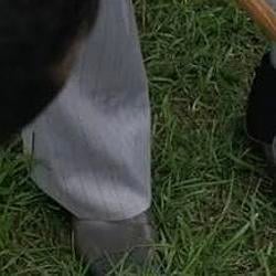 Legs