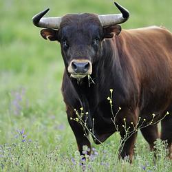 BEEF / USDC