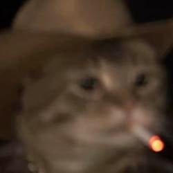 TEXCAT
