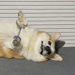 Dango